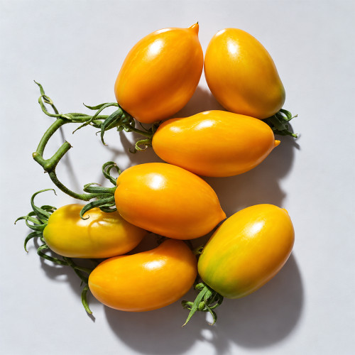 391 Sofia's Golden Pear Tomato Seeds | 2.5–5.3 oz Golden Experimental Fruits