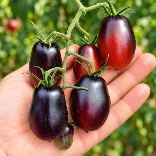 396 Black Kumquat Tomato Seeds | 0.35–0.53 oz Red Fruits with Black Shoulders