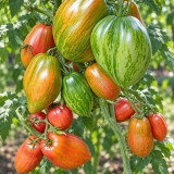397 Lady Madonna Tomato Seeds | 2.8–5.3 oz Pink Fruits with Golden Stripes