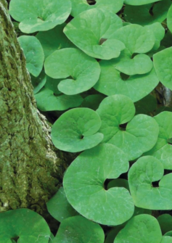 Wild Ginger | Asarum canadense | Premium Bare Root Native Roots