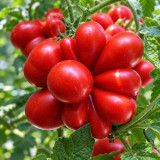 409 Reisetomate Traveler Tomato Seeds | 3.5–4.6 oz Tear-Apart Red Fruits