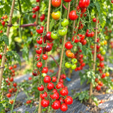 389 Black Strawberry Tomato Seeds | 1.1–1.8 oz Pink Fruits with Gold Stripes