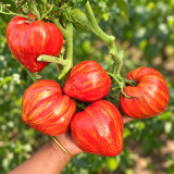 395 Dwarf Stony Brook Heart Tomato Seeds | 7.1–14.1 oz Scarlet Hearts with Gold Stripes