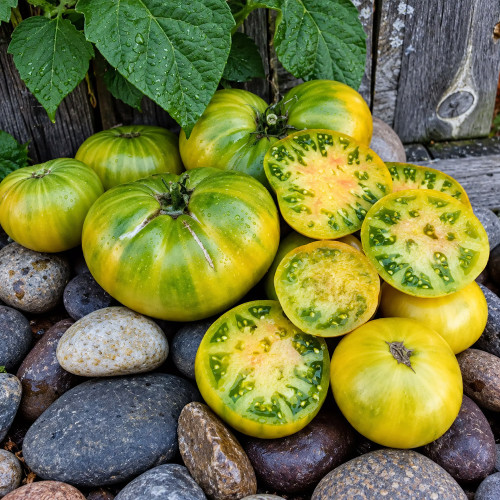 410 Pistachio Giant Tomato Seeds | 8.8–12.3 oz Green Beefsteaks with Pink Blush