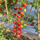389 Black Strawberry Tomato Seeds | 1.1–1.8 oz Pink Fruits with Gold Stripes