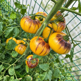 428 Orange Chupa Chups Tomato Seeds | 3.5-12.3 oz Orange-Pink Bicolor Fruits