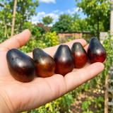 406 Exstrime Buch Tomato Seeds | 1.1 oz Black Pear Fruits with Blue Anthocyanin