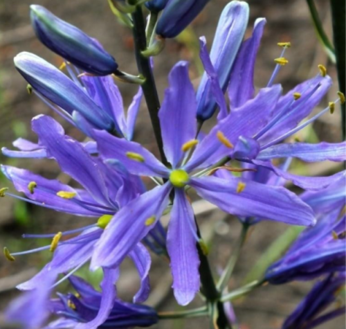 Camassia Quamash Bulbs | Camassia quamash | Blue Indian Hyacinth Spring Flower