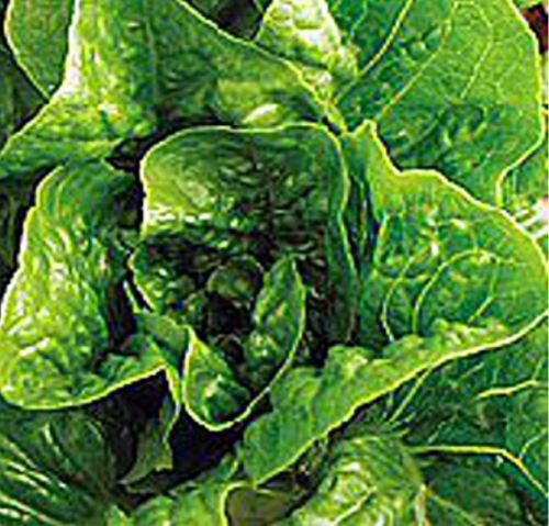 Winter Density Lettuce Seeds | Lactuca sativa | Cold Hardy Butterhead Garden Lettuce