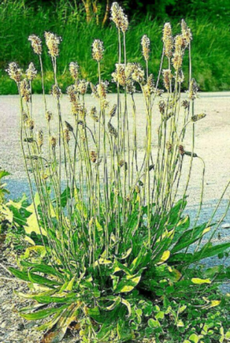English Plantain Seeds | Plantago lanceolata | Hardy Perennial Medicinal Herb