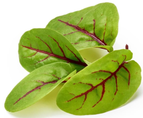 Red Veined Sorrel Seeds | Rumex sanguineus | Colorful Tangy Salad Greens & Edible Herb