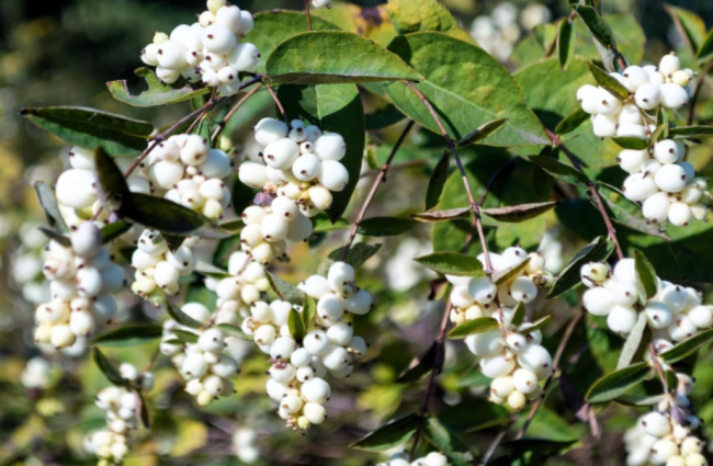 Common Snowberry Seeds | Symphoricarpos albus | White Berry Shrub with Pink Spring Flowers