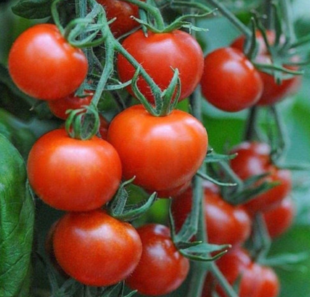 Mountain Magic F1 Hybrid Tomato Seeds | Disease Resistant Red Cherry Tomato