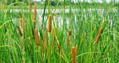Common Cattail Seeds | Typha latifolia | Aquatic Wetland Wildflower Seeds