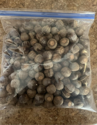 Oak Acorns Seeds | Quercus spp. | Float Tested Acorns, Wildlife Feed & Craft