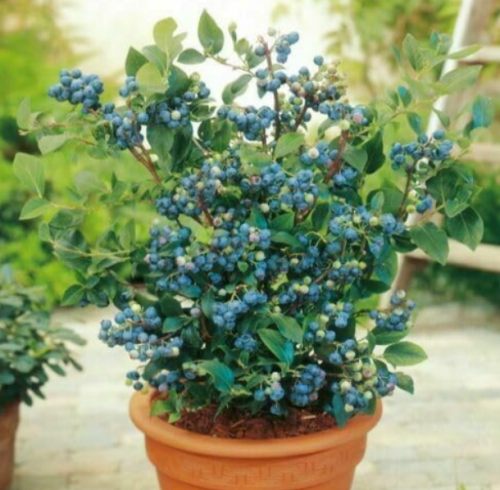Dwarf Top Hat Blueberry Seeds | Vaccinium angustifolium × V. corymbosum | Low Bush, Sweet Edible Berries, Compact Dwarf Shrub