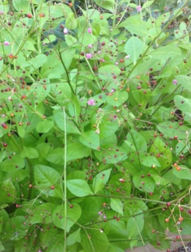 Jewels of Opar Seeds | Talinum paniculatum | Organic Edible Herb, Attractive Foliage