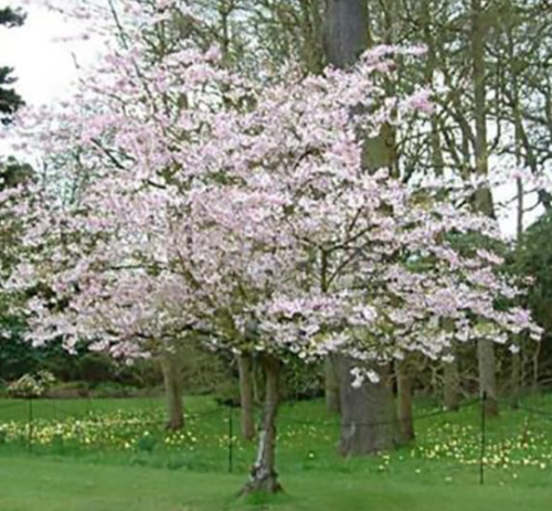 Higan Cherry Tree Seeds | Prunus subhirtella | Lovely Pink Spring Blossoms