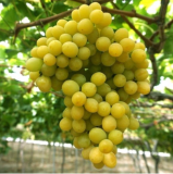 Cotton Candy Grape Seeds | Vitis vinifera | Sweet Cotton Candy Flavor, Delicious Edible Grape