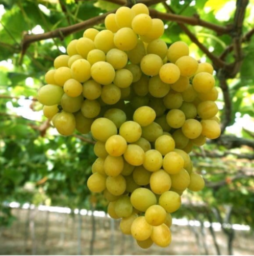 Cotton Candy Grape Seeds | Vitis vinifera | Sweet Cotton Candy Flavor, Delicious Edible Grape