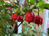 Carolina Reaper Mix Pepper Seeds | Capsicum chinense | Super Hot Pepper Collection
