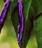 Purple Cayenne Pepper Seeds | Capsicum annuum | Hot Spicy Purple Peppers