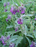 Fresh Organic Comfrey Live Roots | Symphytum officinale | Hardy Perennial Herb for Planting