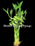 Mini Moso Bamboo Seeds | Phyllostachys edulis | Potted Balcony Garden Plant