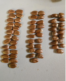 Pawpaw Tree Seeds | Asimina triloba | Sweet Tropical-Style Fruit