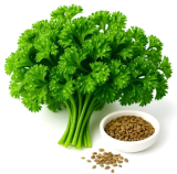 Curly Parsley Seeds | Petroselinum crispum | Heirloom Non-GMO, Cool Season Culinary Herb