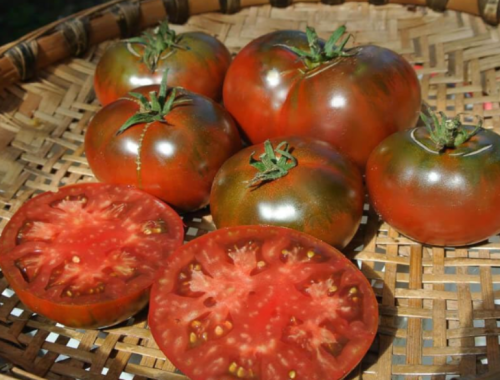 Paul Robeson Tomato Seeds | Solanum lycopersicum | Heirloom Variety, Fresh Harvest