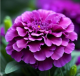 Purple Marigold Seeds | Tagetes erecta | Deep Purple Double Blooms