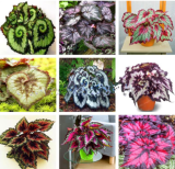 Mixed Begonia Seeds | Begonia semperflorens | Shade Loving, Potted & Courtyard Balcony Flower