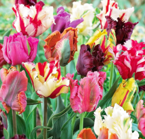 Parrot Mix Tulip Bulbs | Tulipa gesneriana | Fringed Ruffled Blooms, Mixed Color