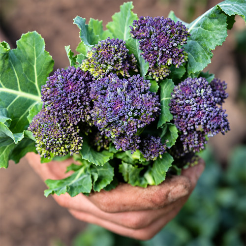 U2421 Early Purple Sprouting Broccoli Seeds | Tender Purple Sprouting Broccoli