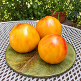 375 Beauty Queen Heart Tomato Seeds | 5.3–10.6 oz Yellow and Red Bicolor Hearts
