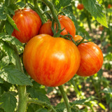 375 Beauty Queen Heart Tomato Seeds | 5.3–10.6 oz Yellow and Red Bicolor Hearts