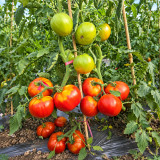 369 Dwarf ZSO Tomato Seeds | Compact Plants with Dense Red Fruits