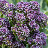 U2421 Early Purple Sprouting Broccoli Seeds | Tender Purple Sprouting Broccoli
