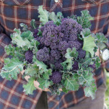 U2421 Early Purple Sprouting Broccoli Seeds | Tender Purple Sprouting Broccoli