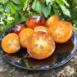 358 Edith Bernhard Tomato Seeds | 2.8–3.5 oz Yellow Tomatoes with Black Shoulders