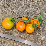 366 Marizol Magic Tomato Seeds | 0.35–0.71 oz Golden and Pink Cherry Tomatoes