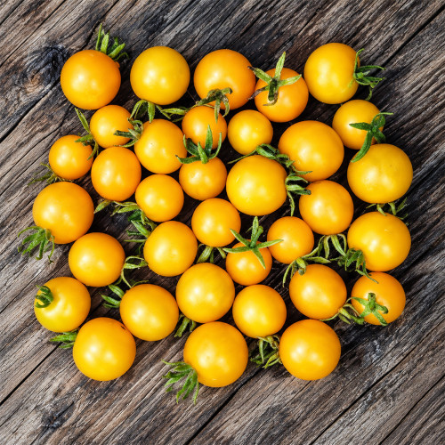 310 Dwarf Eagle Smiley Tomato Seeds | 1 oz Golden-Yellow Cherry Tomatoes