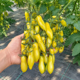 1 Dancing Green Fingers Tomato Seeds | 0.3–0.7 oz Translucent Green Finger-Shaped Cherries