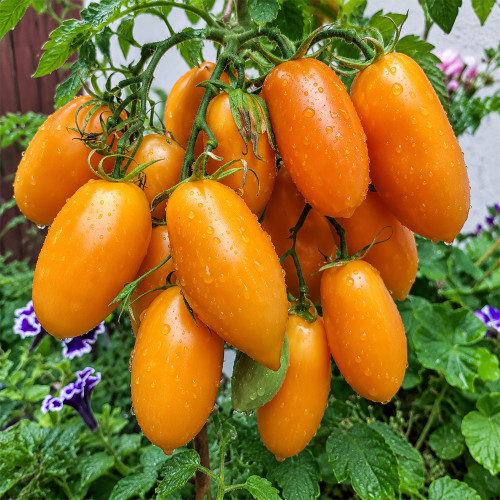 315 Peachy Prince Tomato Seeds | 2.5–4.2 oz Orange-Peach Plum Tomatoes
