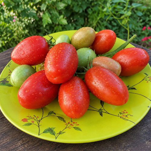 313 Garnet Lemon Singapore Tomato Seeds | 1.8–2.8 oz Garnet-Red Plum Tomatoes
