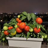 362 Florida Petite Tomato Seeds | 0.5–0.9 oz Red Cherries on Micro Dwarf Plants