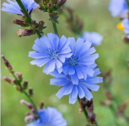Chicory Seeds | Cichorium intybus | Drought Tolerant Wildflower, Great for Pollinators