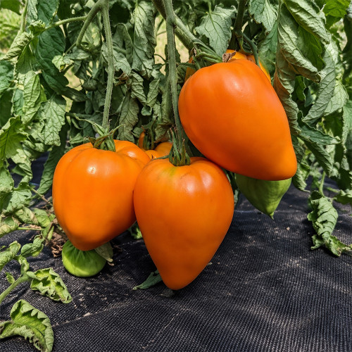 308 Orange Strawberry Tomato Seeds | 8–16 oz Deep Orange Strawberry-Shaped Oxhearts