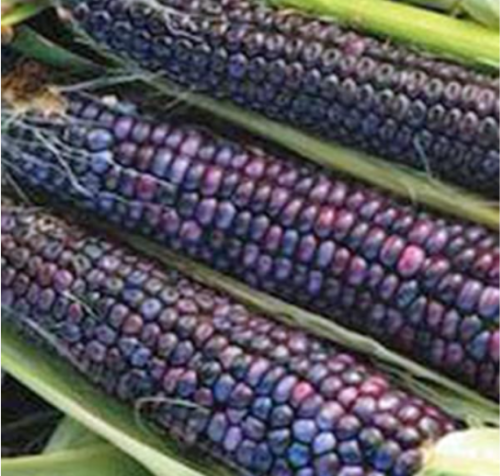 Hopi Ornamental Corn Seeds | Zea mays | Colorful Indian Corn for Garden Decor